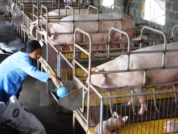 Bộ Nông nghiệp giải cứu ngành chăn nuôi lợn đang sụt giá “kỷ lục” ảnh 1