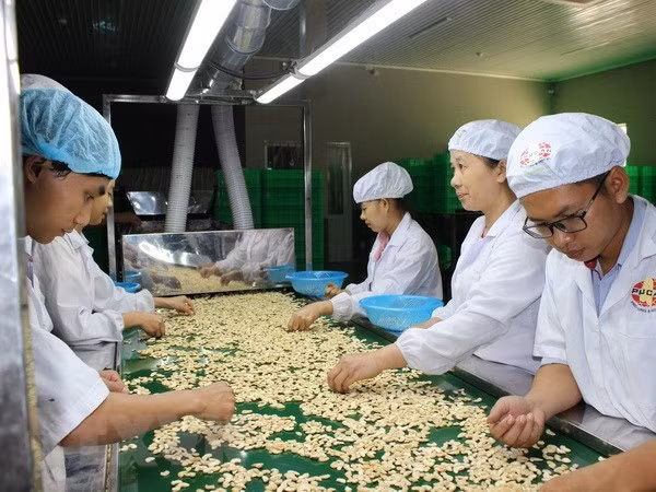 Ngành điều trước nguy cơ mất “ngôi vương” do cạnh tranh từ châu Phi ảnh 3