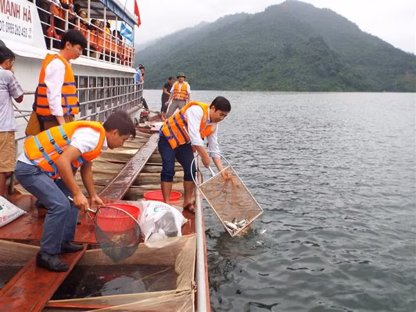Thả hơn 60.000 con cá giống bổ sung nguồn lợi thủy sản hồ Hòa Bình ảnh 1