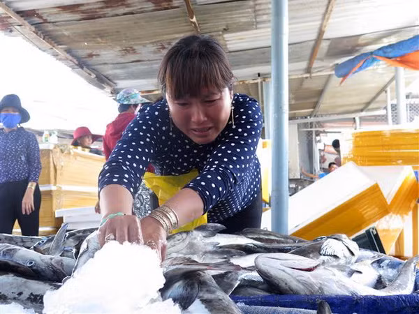 Quảng Ngãi cá chết trắng lồng, người nuôi thiệt hại nặng nề ảnh 1
