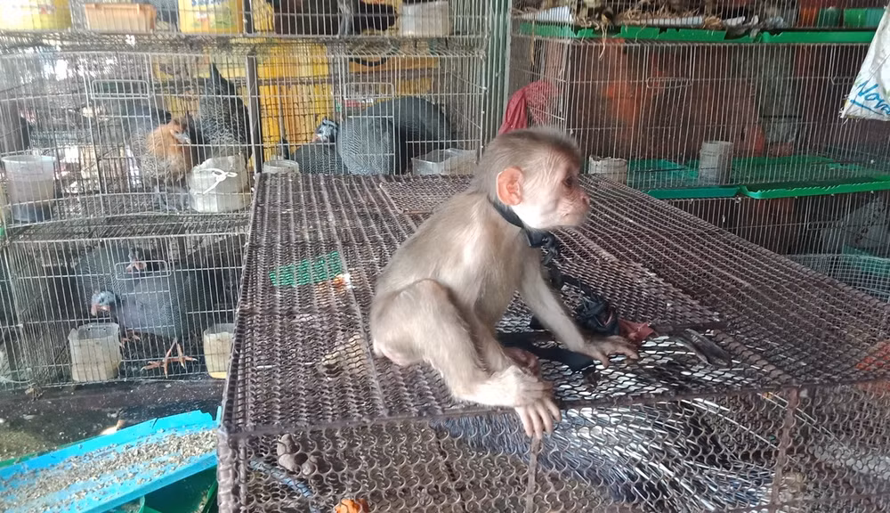 Đặc vụ xóa sổ 'địa ngục chim trời': Cuộc chiến không khoan nhượng ảnh 3