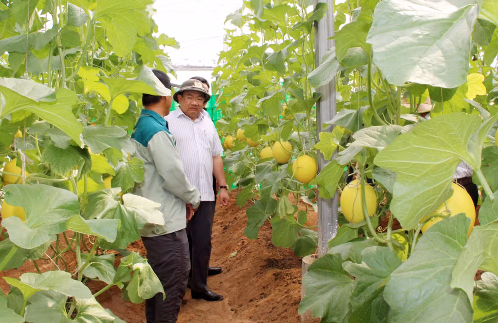 vna_potal_ninh_thuan_hoi_nghi_chuyen_de_ve_phat_trien_nong_nghiep_ung_dung_cong_nghe_cao_nam_2024__7294486.jpg