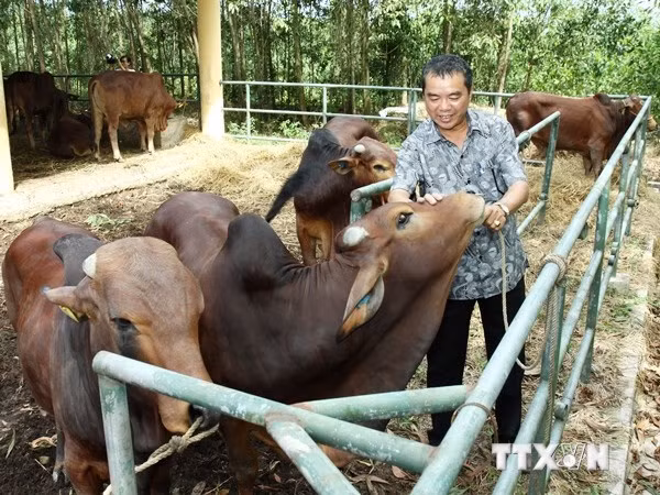 Quảng Ninh tặng 226 con bò giống cho hộ nghèo biên giới ảnh 1