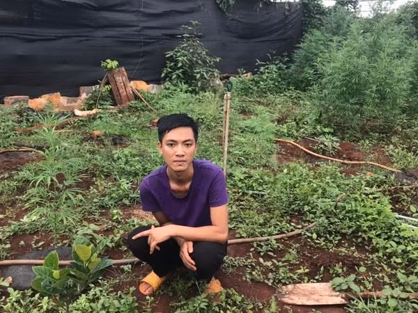 Phát hiện hộ dân trồng hơn 200 cây cần sa trong vườn nhà ảnh 1