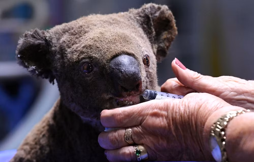 Australia ứng dụng công nghệ cao bảo vệ loài gấu túi ảnh 1
