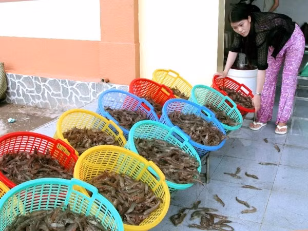 Giá tôm giảm mạnh khiến nông dân ở Cà Mau lao đao ảnh 1