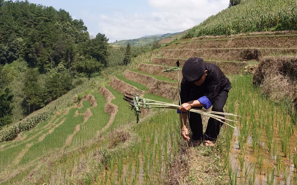 Những nét đặc sắc trong văn hóa đồng bào dân tộc Mông ở Yên Bái ảnh 3