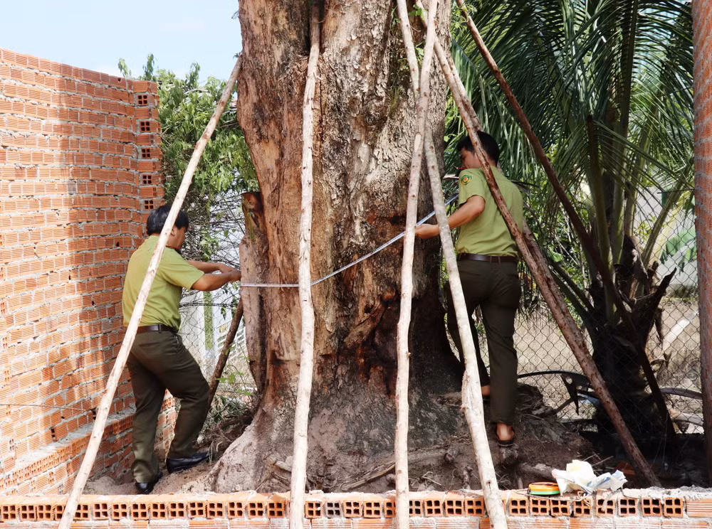 Tây Ninh: Tìm thấy cây giáng hương trên 100 năm tuổi bị đào trộm ảnh 3