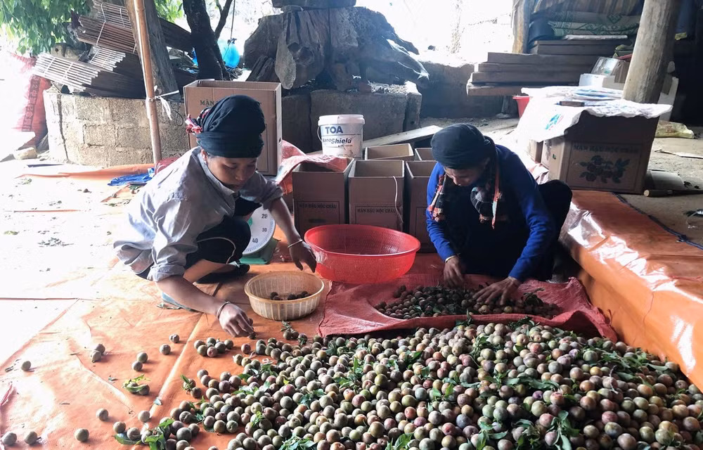 Sơn La: Giá mận tam hoa đầu mùa ổn định, người trồng phấn khởi ảnh 1