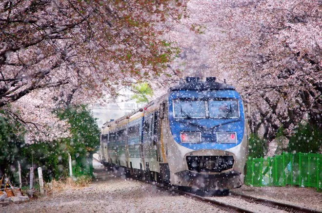 Vai trò của Tổng thống Park Chung Hee với sự chuyển mình của Hàn Quốc ảnh 1