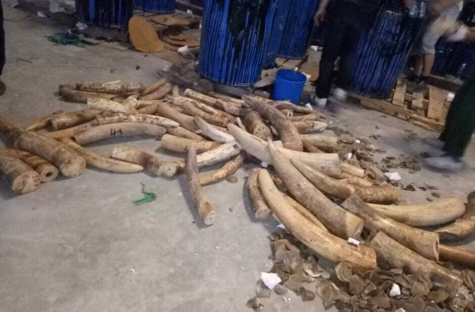 Ngăn chặn, xử lý các đối tượng buôn bán trái phép ngà voi ảnh 5