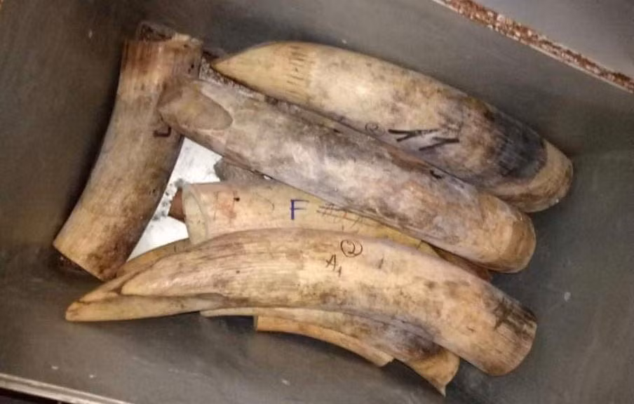 Ngăn chặn, xử lý các đối tượng buôn bán trái phép ngà voi ảnh 6