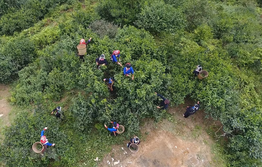OCOP tạo nên chuỗi giá trị sản phẩm nông nghiệp của Hà Giang ảnh 1