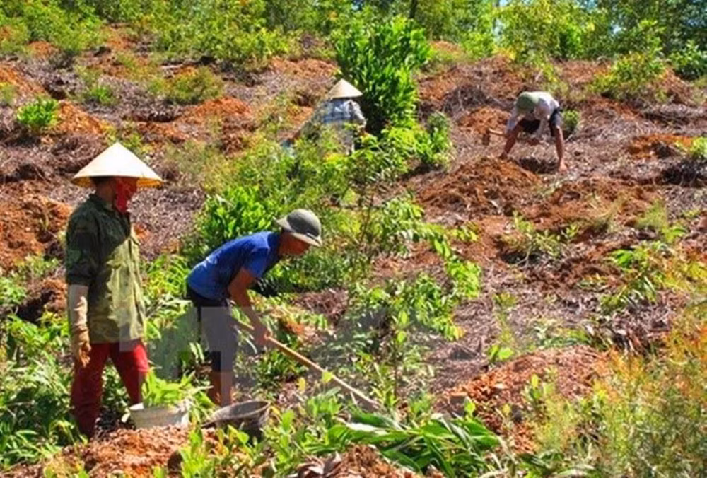 Tình trạng tranh chấp, lấn chiếm đất nông lâm trường vẫn 'nóng' ảnh 2