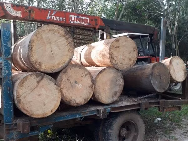 Tây Ninh: Củng cố hồ sơ khởi tố nhóm chở trộm gỗ tại rừng Dầu Tiếng ảnh 1