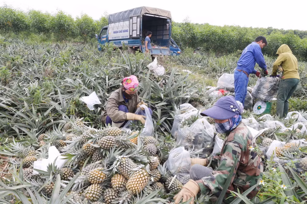 Áp dụng khoa học kỹ thuật, bà con trồng dứa Nghệ An được mùa, lãi lớn ảnh 1