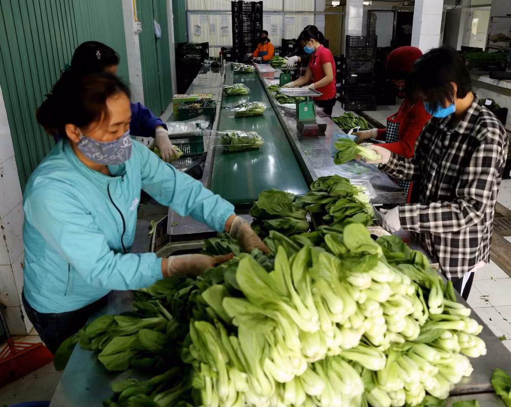 Liên kết doanh nghiệp với hợp tác xã trong tiêu thụ hàng hóa ảnh 1