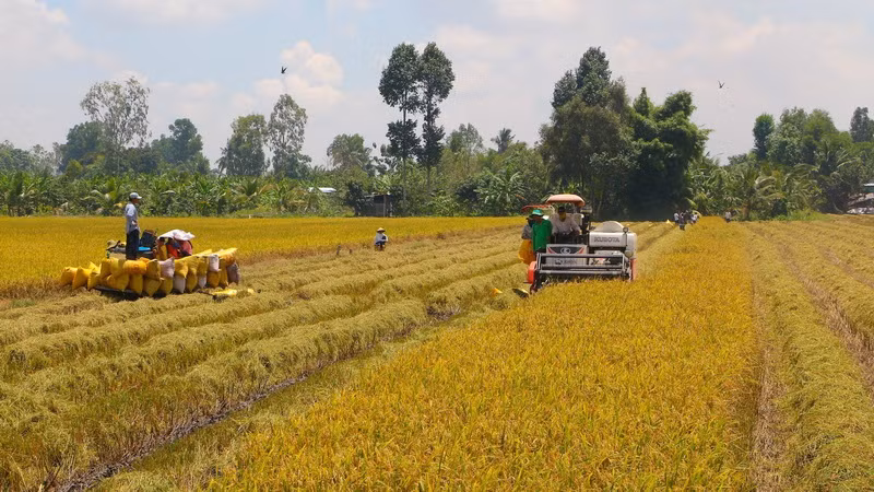 Tỉnh Cà Mau tìm giải pháp hỗ trợ tiêu thụ nông sản cho nông dân ảnh 1