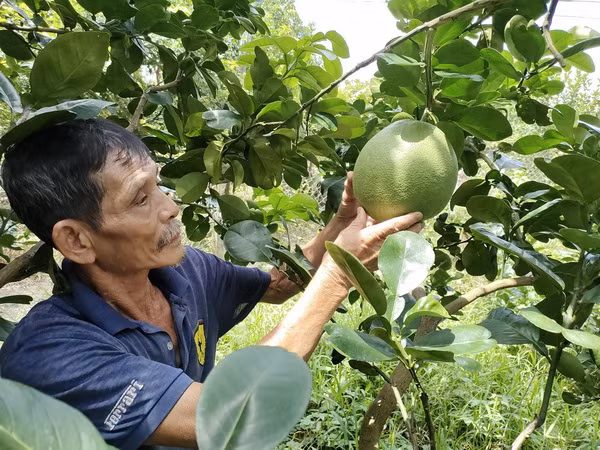 Bưởi da xanh của Bến Tre xuất khẩu sang Hòa Kỳ sau 6 năm đàm phán ảnh 1
