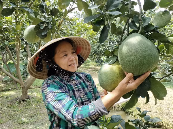 Bưởi da xanh của Bến Tre xuất khẩu sang Hòa Kỳ sau 6 năm đàm phán ảnh 2