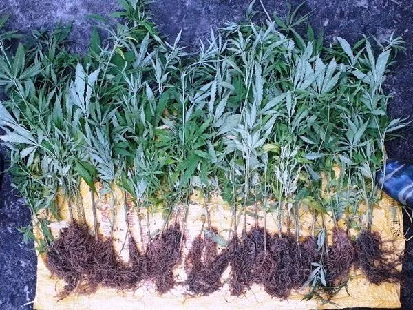 Quảng Ninh: Phát hiện một gia đình trồng trái phép 35 cây cần sa ảnh 1