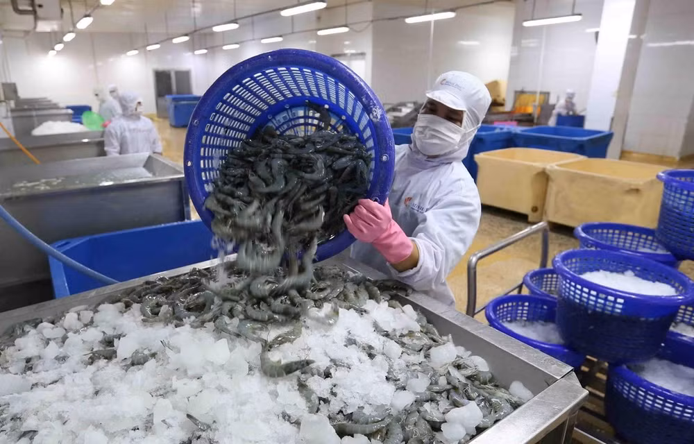 Mặt hàng tôm Việt Nam giữ vị thế số 1 tại nhiều thị trường ảnh 2