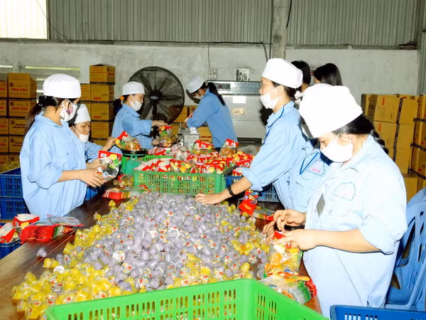 Người dân Quảng Ngãi đổ xô đi khai thác rau câu ảnh 1