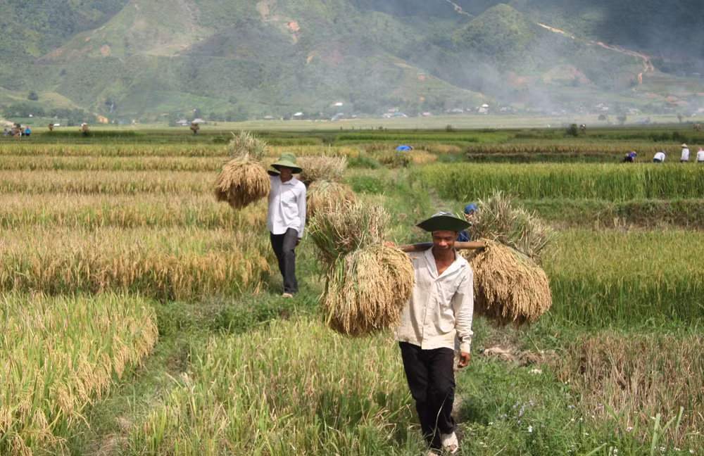 Lai Châu giữ vững và phát triển thương hiệu đặc sản gạo Séng cù ảnh 2