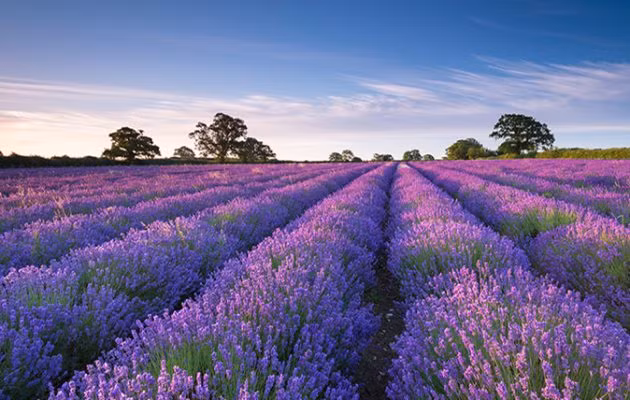 Ai cần Paris khi đã có Provence đầy oải hương tím rực ảnh 2