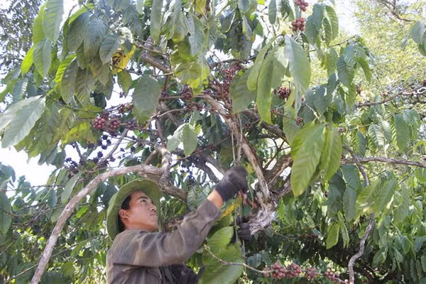 Đắk Lắk không tăng diện tích càphê ngoài vùng quy hoạch ảnh 1