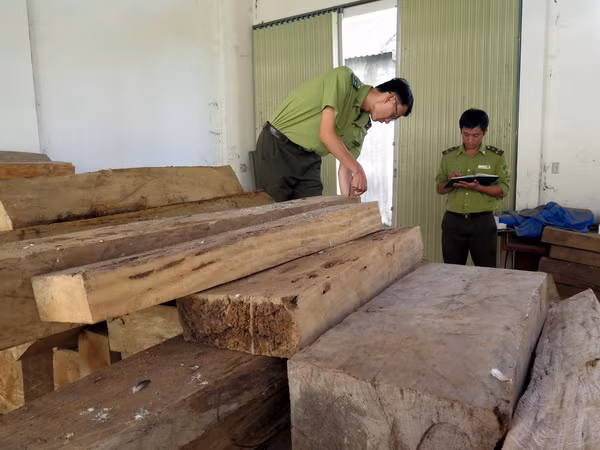 Vụ thu giữ 77 hộp gỗ dổi tại Kon tum: Phạt hành chính 40 triệu đồng ảnh 1