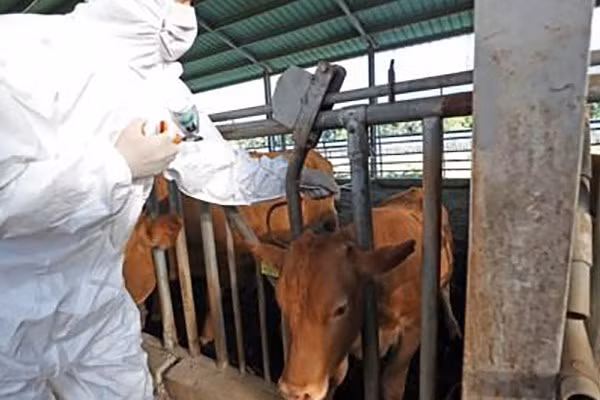 Hàn Quốc lần đầu tiên ghi nhận bệnh viêm da nổi cục trên bò ảnh 1