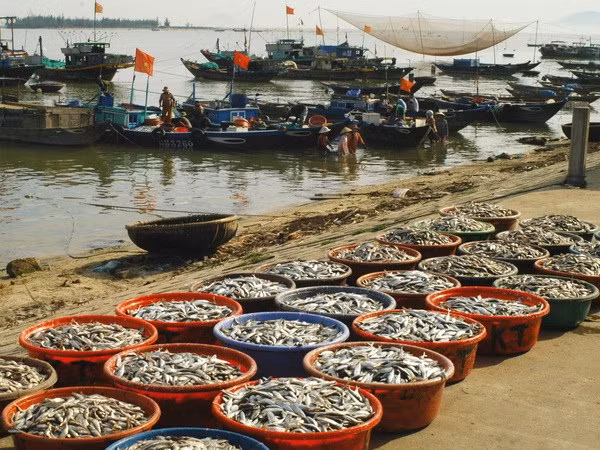 Báo động vi phạm bảo vệ nguồn lợi thủy sản ở Cà Mau ảnh 1