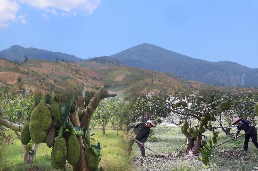Giải quyết đất sản xuất cho dân: Không đổi mới luật, khó đạt mục tiêu ảnh 1