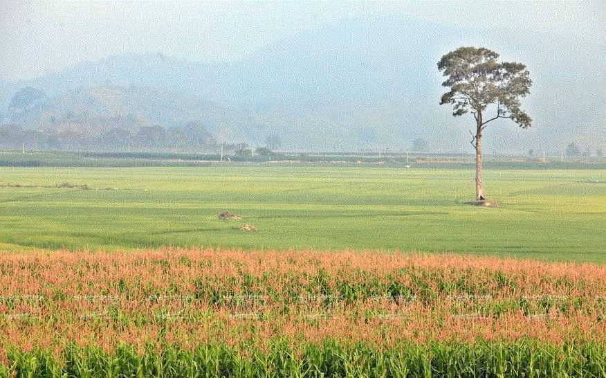Buôn cổ M’liêng - nơi lưu giữ nét văn hóa dân tộc M’nông ảnh 1