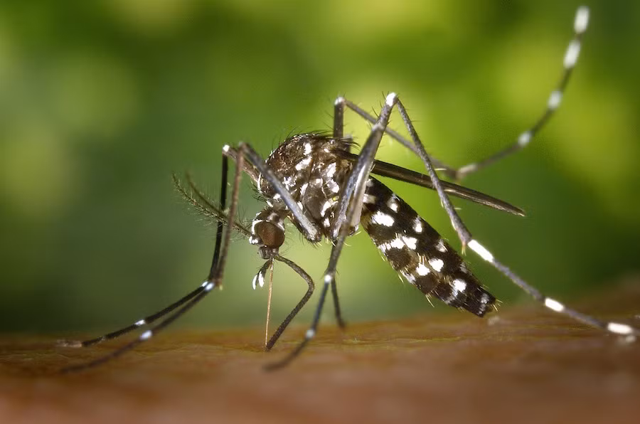 Philippines ghi nhận thêm 10 trường hợp mới nhiễm virus Zika ảnh 1