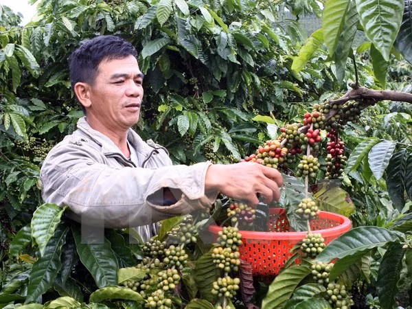 Đề xuất 14 mô hình bảo hiểm nông nghiệp cho cây càphê ảnh 2