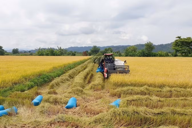 Giá lúa, gạo các loại ở khu vực Đồng bằng sông Cửu Long đều tăng nhẹ ảnh 1