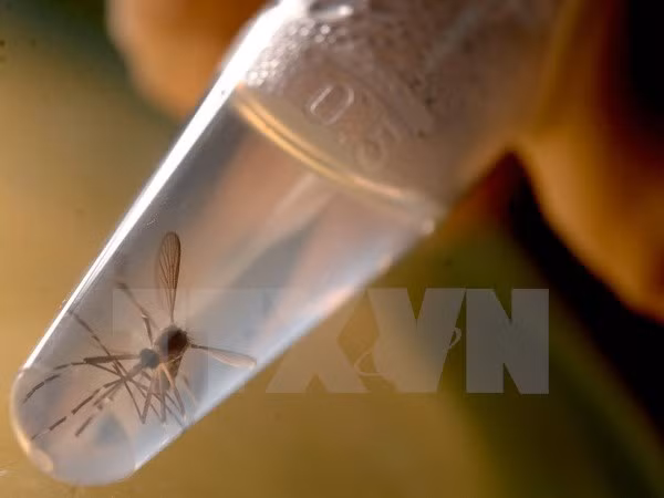 Colombia thông báo 3 trường hợp tử vong do biến chứng Zika ảnh 1