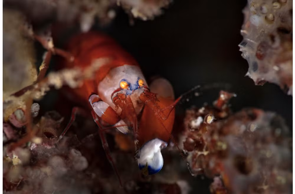 Snapping-Shrimp-Loudest-Animals-World-Sound.jpg
