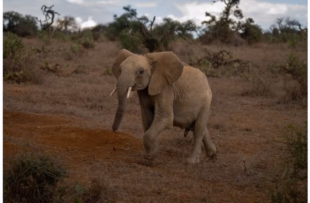 African-Elephant-Loudest-Animals-World-Sound.jpg