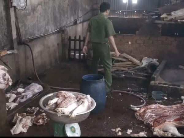 Bắt quả tang một cơ sở giết mổ lợn bị bệnh bán ra thị trường ảnh 1