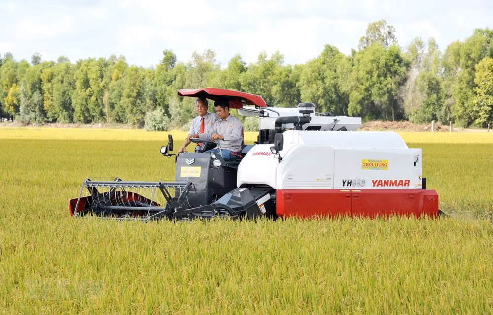 Giá lúa có xu hướng giảm, càphê tiến sát 35.000 đồng/kg ảnh 1