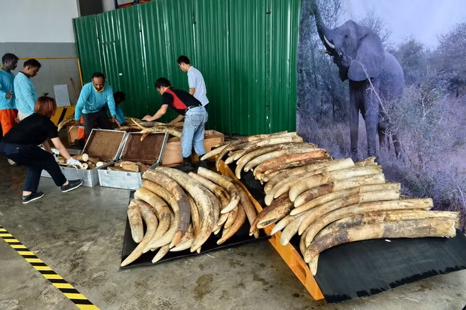 Trung Quốc triệt phá 13 vụ buôn lậu ngà voi trong sáu tháng ảnh 1