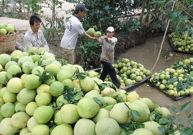 Giá bưởi da xanh ở Tiền Giang tăng mạnh, nhà vườn lãi cao ảnh 1