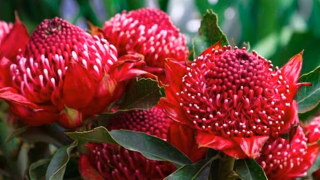 Các nhà khoa học giải trình tự gene loài hoa biểu tượng của Australia ảnh 1