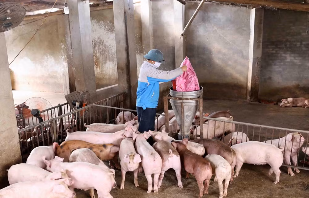 Mô hình kinh tế tuần hoàn: Hướng đi tất yếu của chăn nuôi hiện đại ảnh 1