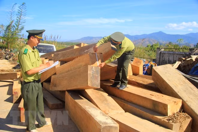 Đắk Lắk điều tra vụ vận chuyển 14m3 gỗ lậu tại huyện M’Đrắk ảnh 1