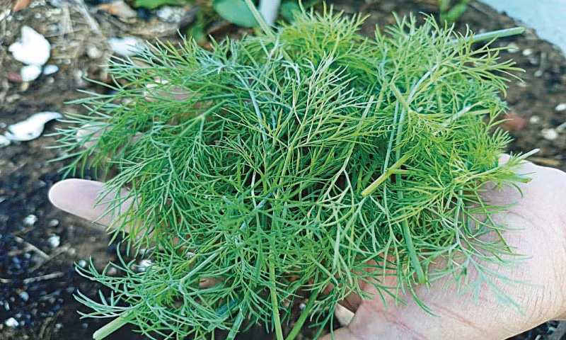 Rau thì là - thảo dược tuyệt vời cho sức khỏe con người ảnh 1