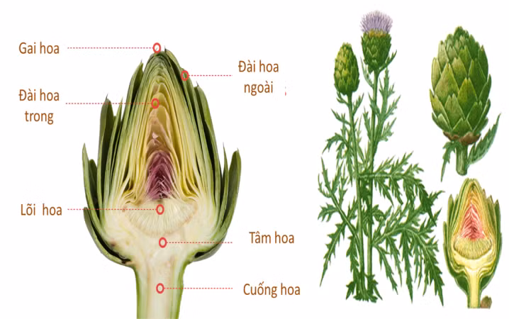 Atisô- loài thảo dược diệu kỳ cho sức khoẻ và sự trẻ hóa ảnh 1